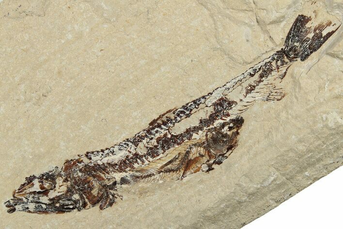 Cretaceous Viper Fish (Prionolepis) Fossil - Fish in Stomach! #200633